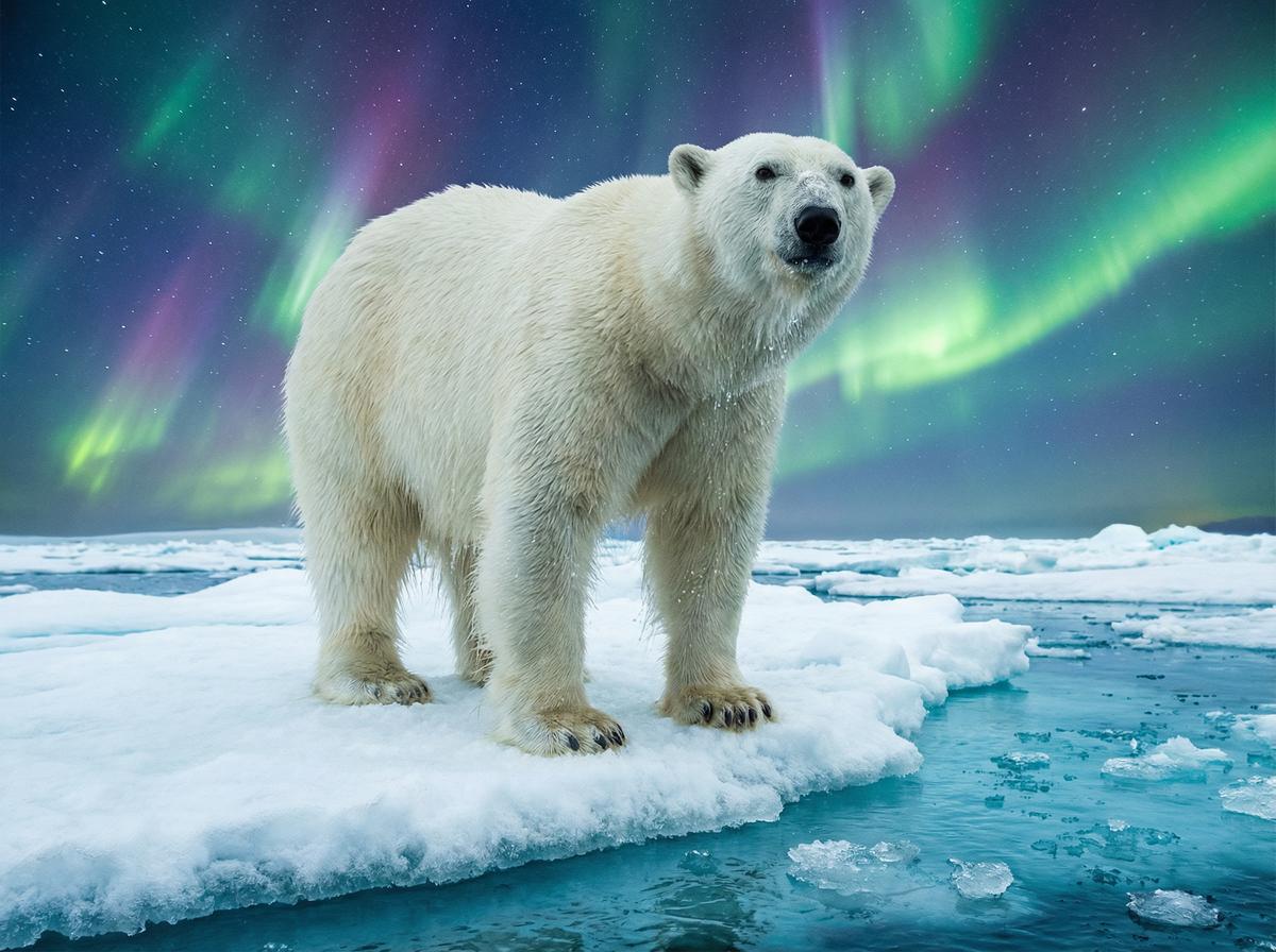 网红主播北极熊保护视频